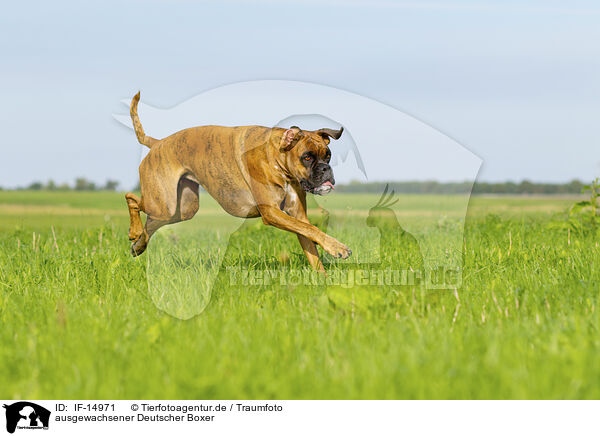 ausgewachsener Deutscher Boxer / IF-14971