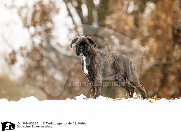 Deutscher Boxer im Winter / JAM-03339