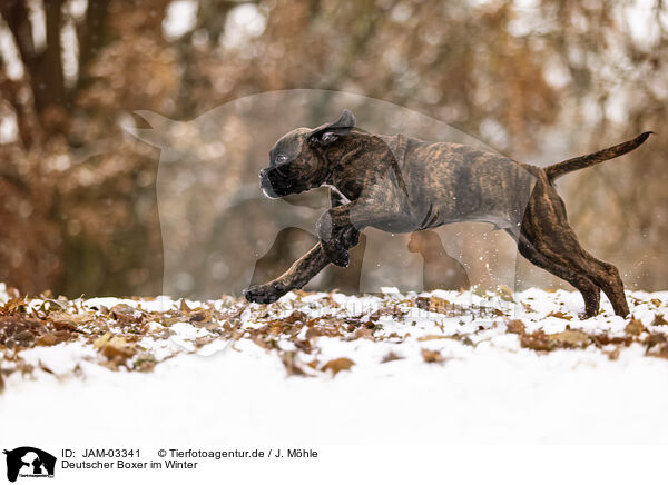Deutscher Boxer im Winter / JAM-03341