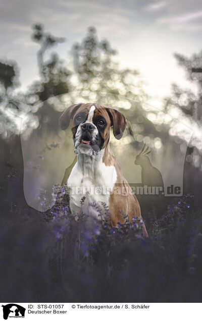 Deutscher Boxer / German Boxer / STS-01057