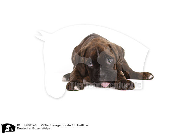 Deutscher Boxer Welpe / German Boxer Puppy / JH-30140