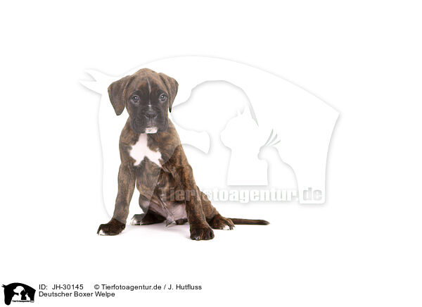 Deutscher Boxer Welpe / German Boxer Puppy / JH-30145