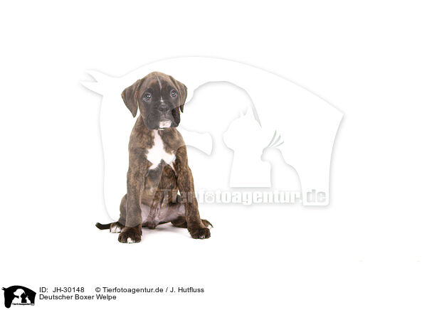 Deutscher Boxer Welpe / German Boxer Puppy / JH-30148