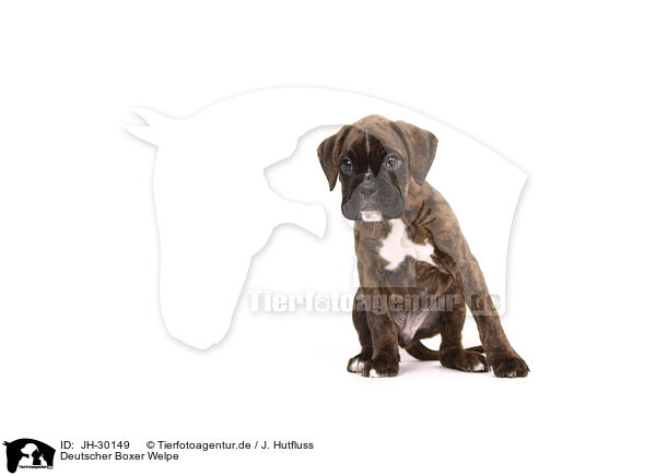 Deutscher Boxer Welpe / German Boxer Puppy / JH-30149
