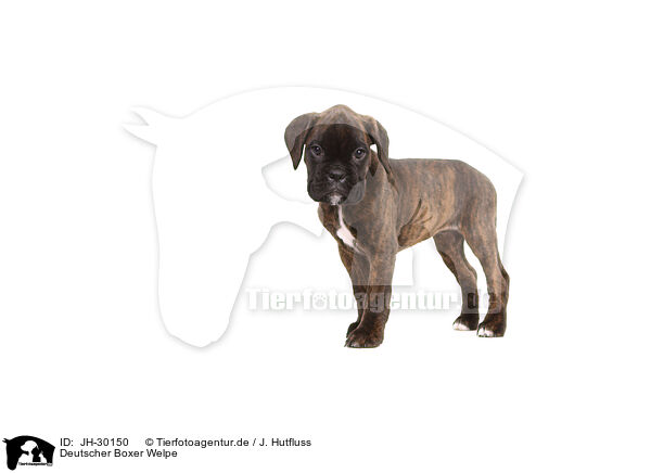 Deutscher Boxer Welpe / German Boxer Puppy / JH-30150