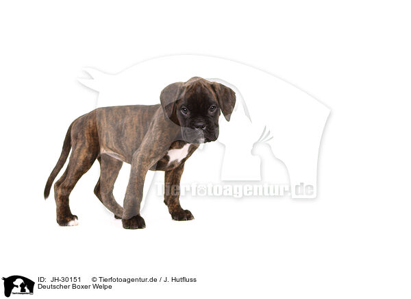 Deutscher Boxer Welpe / German Boxer Puppy / JH-30151