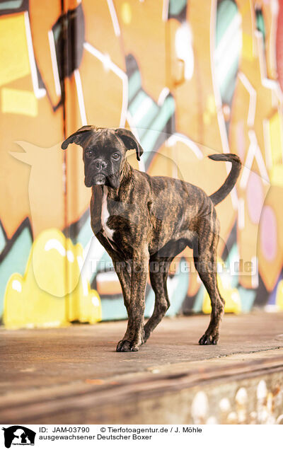 ausgewachsener Deutscher Boxer / adult German Boxer / JAM-03790