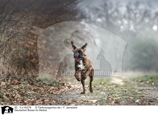 Deutscher Boxer im Herbst / German Boxer in autumn / YJ-16279