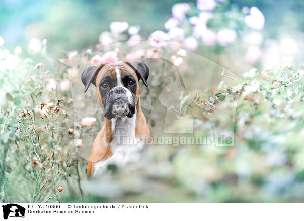 Deutscher Boxer im Sommer / German in summer / YJ-16366