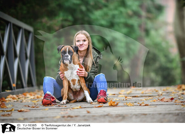 Deutscher Boxer im Sommer / German in summer / YJ-16385