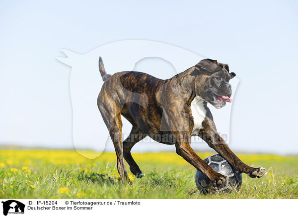 Deutscher Boxer im Sommer / IF-15204