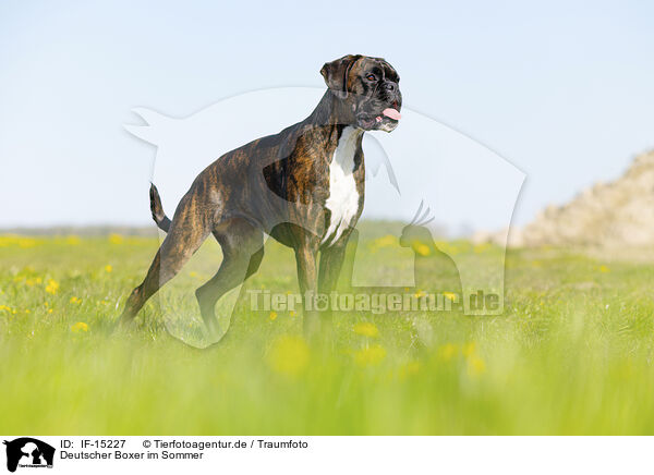 Deutscher Boxer im Sommer / German Boxer in summer / IF-15227