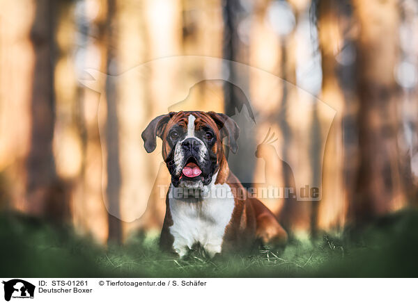Deutscher Boxer / German  Boxer / STS-01261