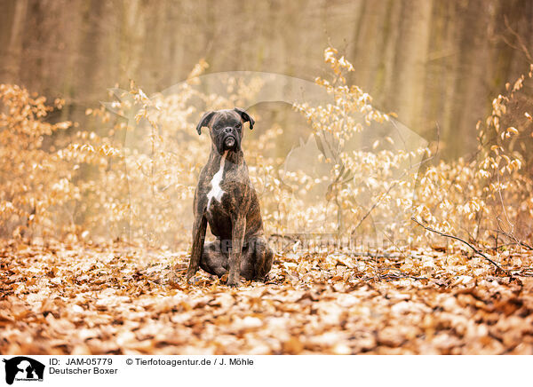 Deutscher Boxer / German Boxer / JAM-05779