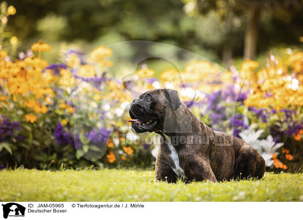 Deutscher Boxer / German Boxer / JAM-05965