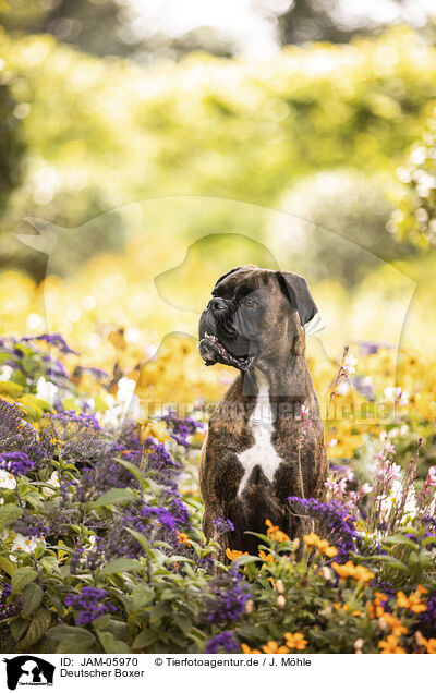 Deutscher Boxer / German Boxer / JAM-05970