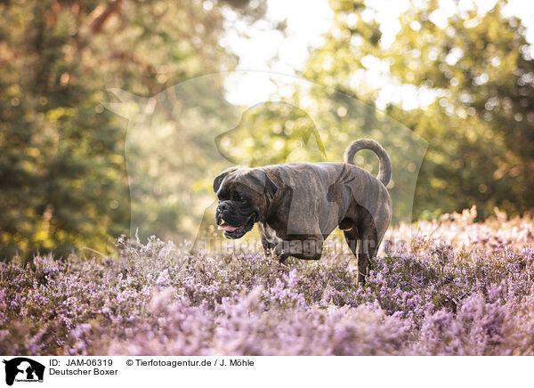 Deutscher Boxer / German Boxer / JAM-06319