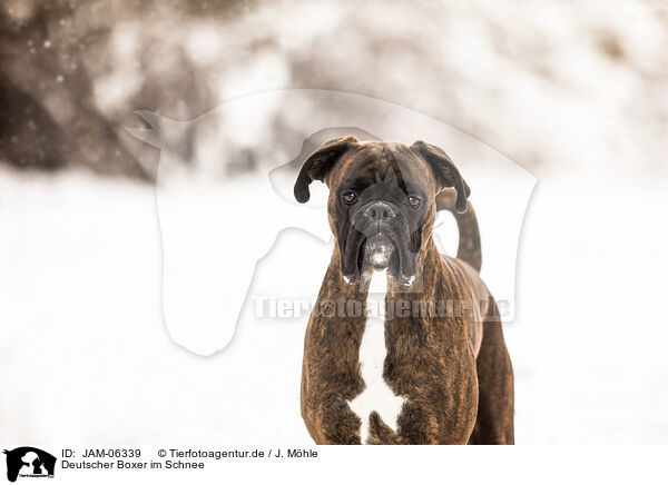 Deutscher Boxer im Schnee / German Boxer in snow / JAM-06339