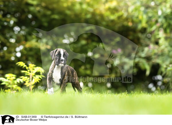 Deutscher Boxer Welpe / German Boxer Puppy / SAB-01369