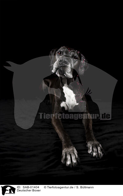 Deutscher Boxer / German Boxer / SAB-01404