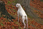 stehener Deutscher Boxer