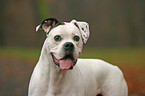 Deutscher Boxer Portrait