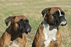 Deutscher Boxer Portrait