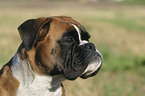 Deutscher Boxer Portrait