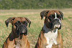 Deutscher Boxer Portrait