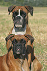 Deutscher Boxer Portrait