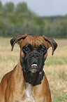 Deutscher Boxer Portrait