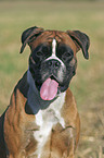 Deutscher Boxer Portrait