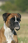 Deutscher Boxer Portrait