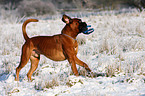 rennender Deutscher Boxer