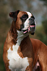 Boxer Portrait