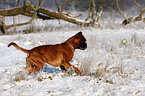 rennender Deutscher Boxer