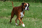 rennender Deutscher Boxer