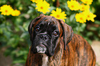 Deutscher Boxer Portrait