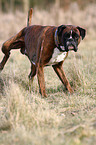 Deutscher Boxer