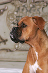 Boxer Portrait