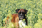 Deutscher Boxer