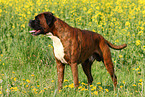 stehender Boxer