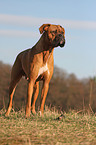 Deutscher Boxer