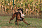 Deutscher Boxer mit Knochen