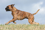 rennender Deutscher Boxer