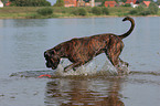 spielender Deutscher Boxer