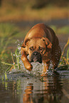 Deutscher Boxer