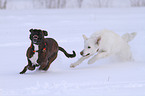 Deutscher Boxer und Weier Schweizer Schferhund