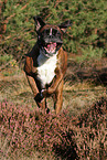 rennender Deutscher Boxer