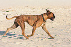 laufender Deutscher Boxer